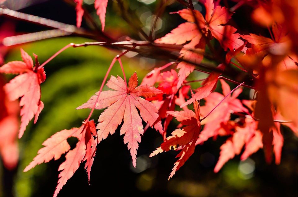 autunno-giappone